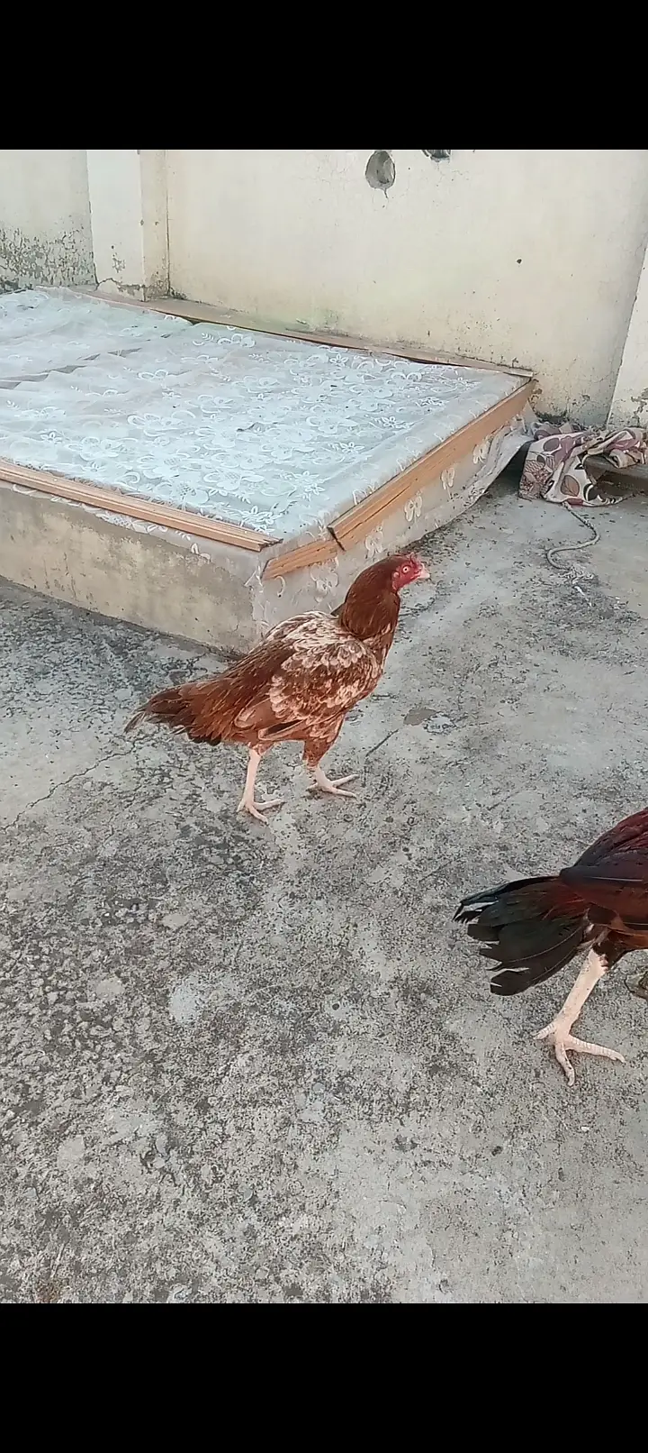 2 female and 1 aseel patho ka jora — photo 3