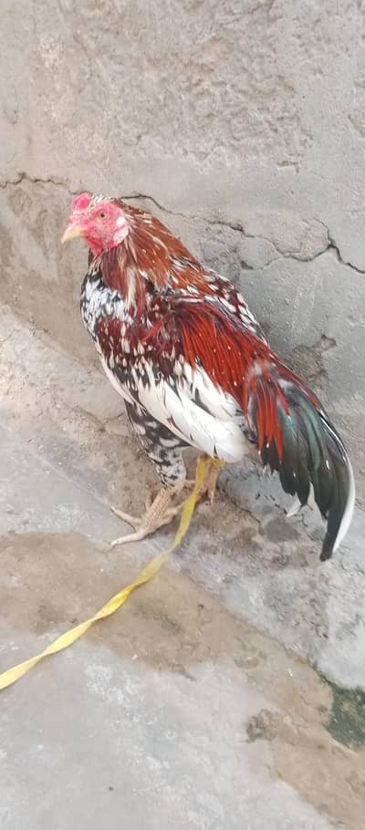 aseel mianwali male
