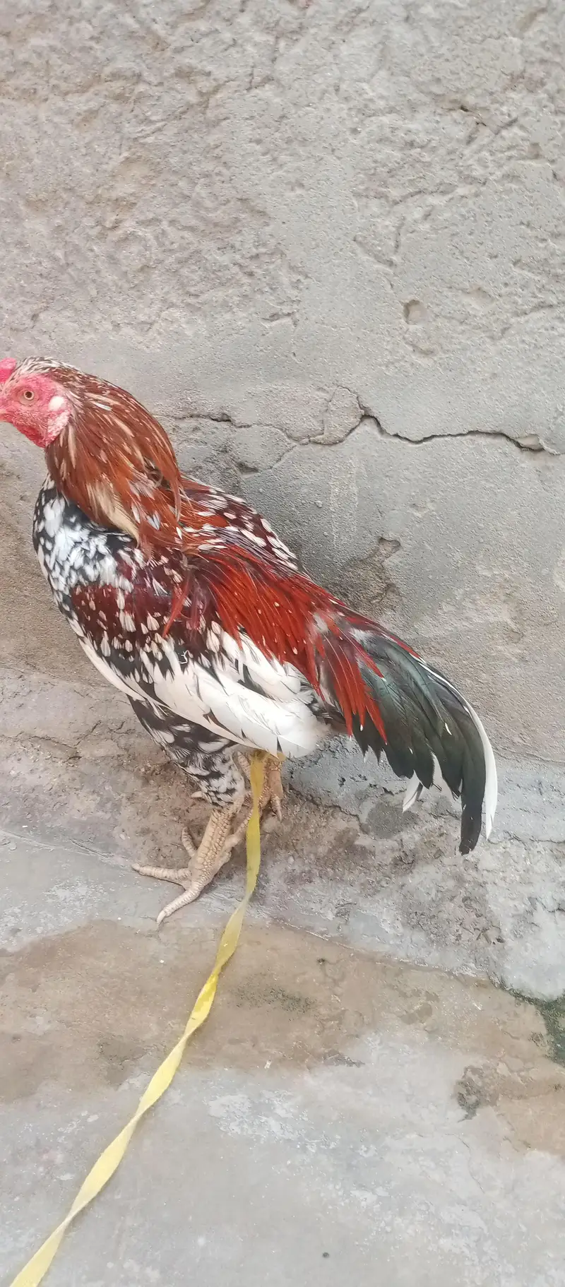 aseel mianwali male — photo 2