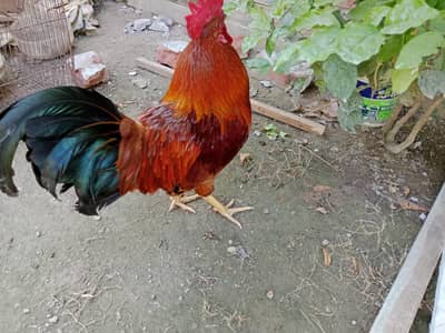 beautiful chicken