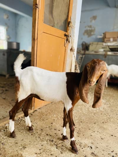 KAMORI CROSS BAKRI FOR SELL.