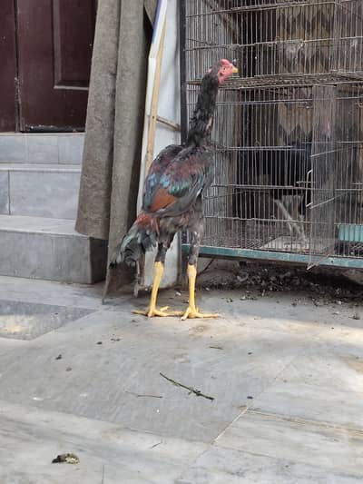 Aseel Birds for Sale | Pakistani & Shamo Bloodline | Chicks & Breeders