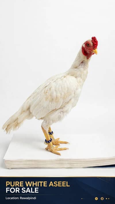 high quality brids location Rawalpindi whatapp number 0332=5375058