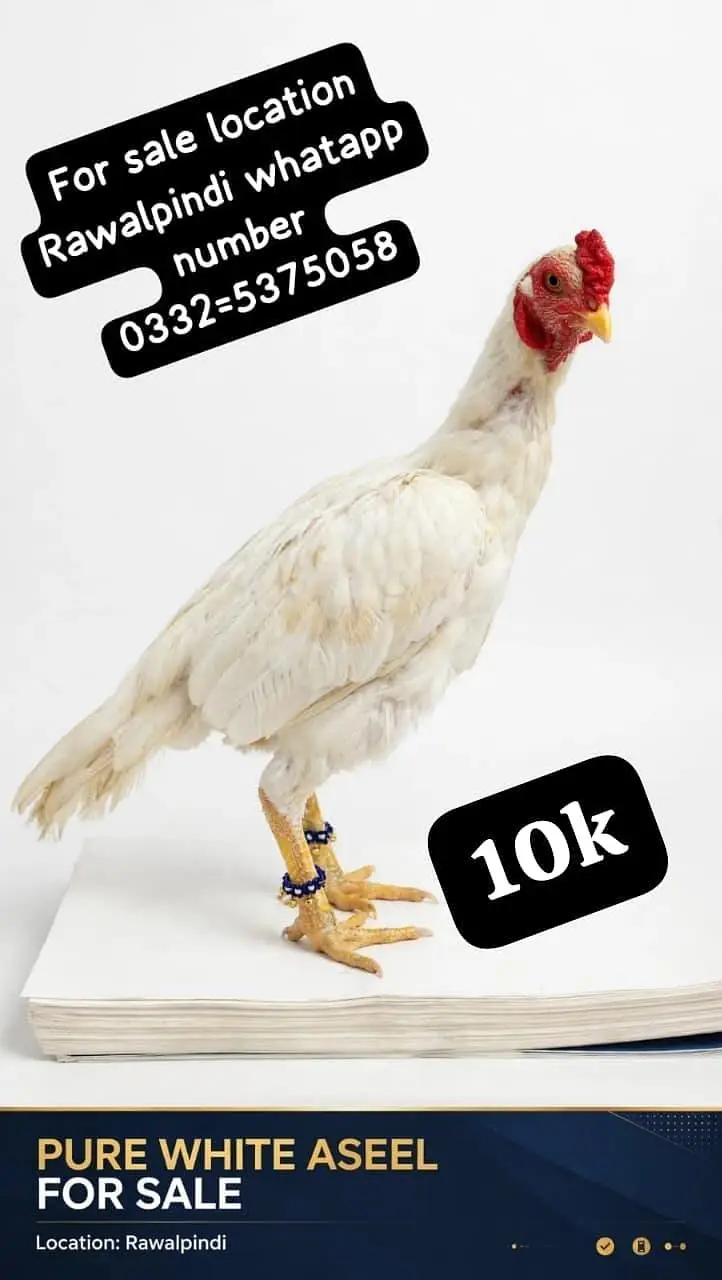 high quality brids location Rawalpindi whatapp number 0332=5375058 — photo 4