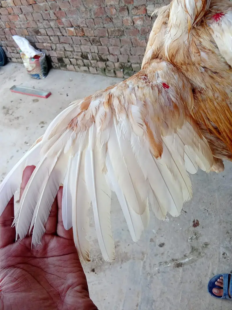 high quality brids location Rawalpindi whatapp number 0332=5375058 — photo 6
