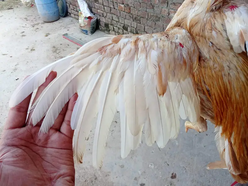 high quality brids location Rawalpindi whatapp number 0332=5375058 — photo 8