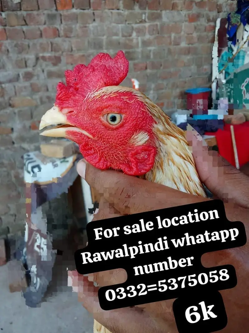 high quality brids location Rawalpindi whatapp number 0332=5375058 — photo 10