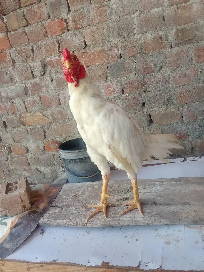 high quality brids location Rawalpindi whatapp number 0332=5375058 — photo 11