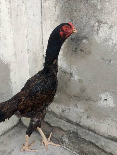 just for long height male rooster