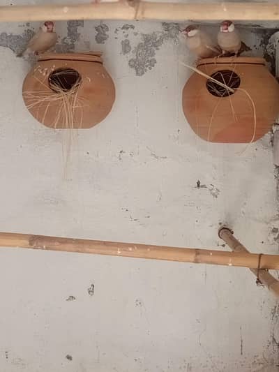 Fawn jawa pair red eyes
