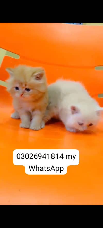 Persian cat for sale male or female healthier active vaccine ke liye