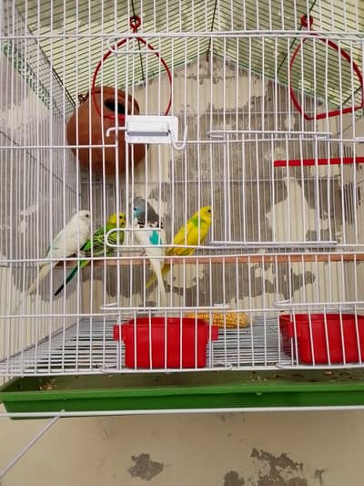 Autalian brids breeder pair