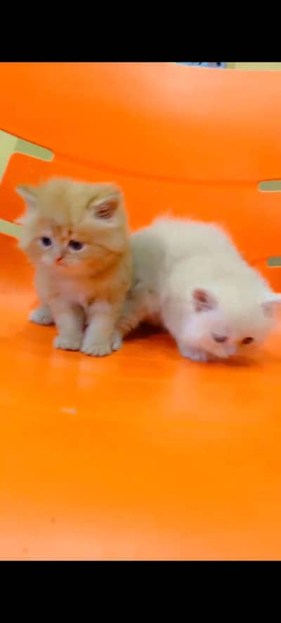 Persian cat for sale male or female healthier active vaccine ke liye