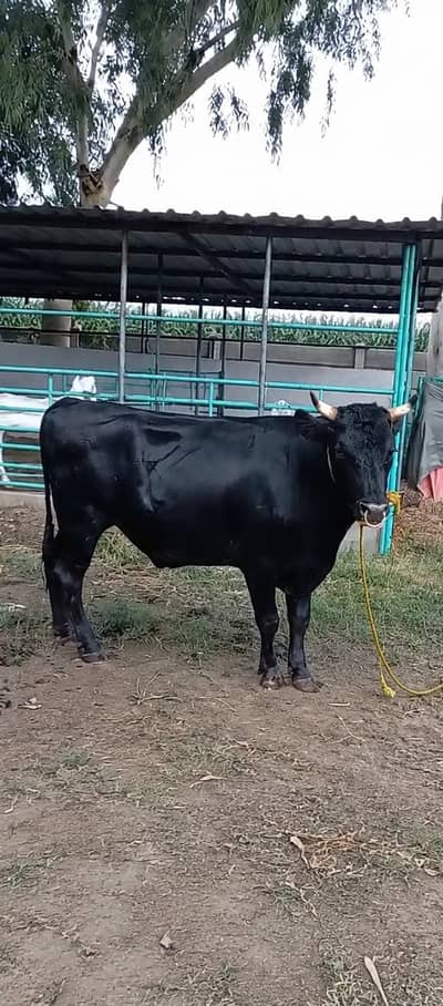 Australian Imported Bulls For Sale | High Genetics