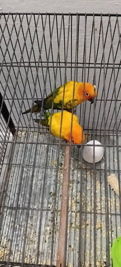 Sun conure