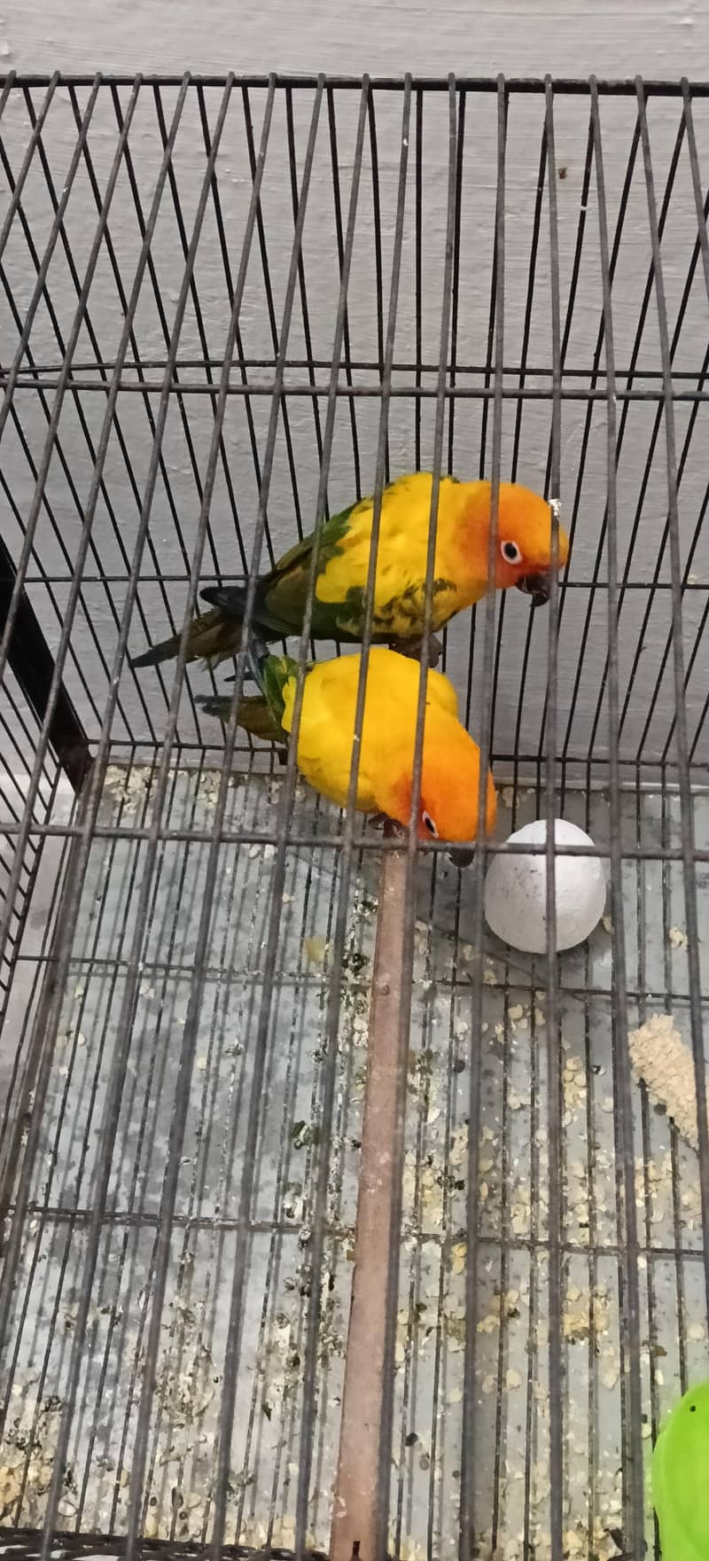 Sun conure 0