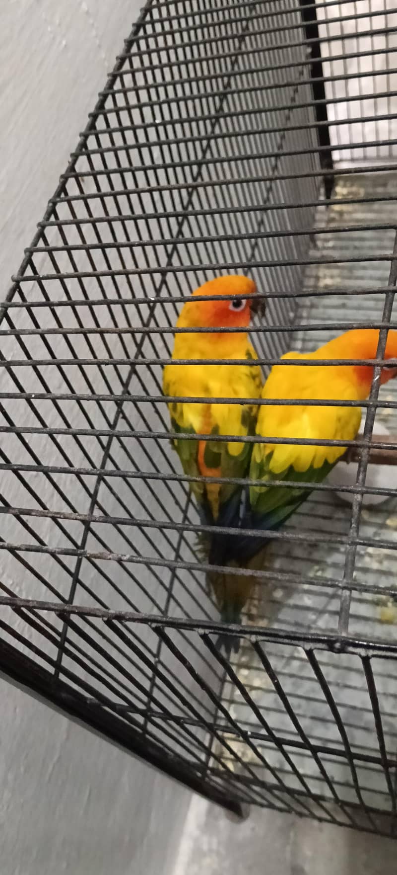 Sun conure 1