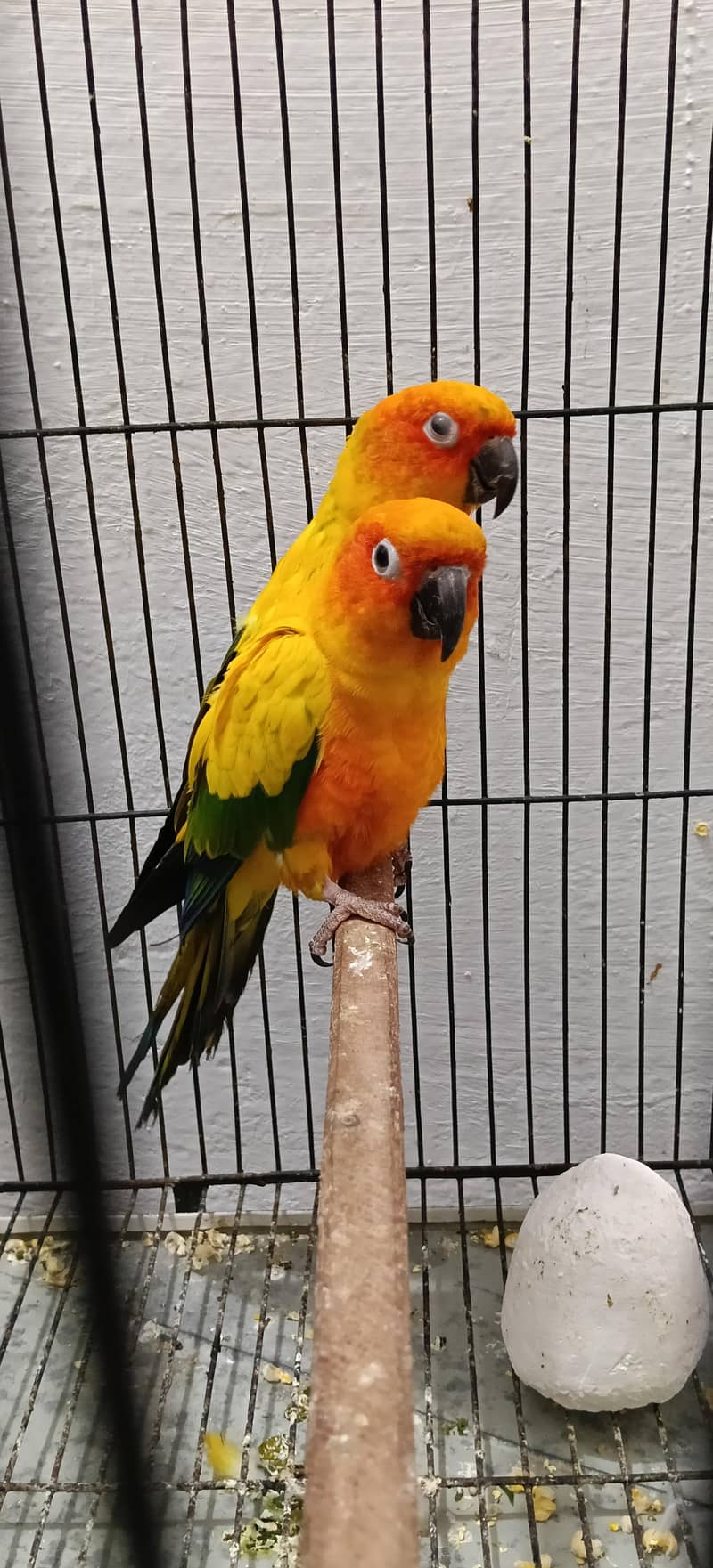 Sun conure 2