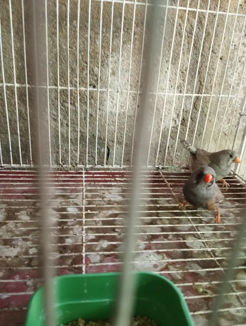 finches gouldian, charcoal setup — photo 2