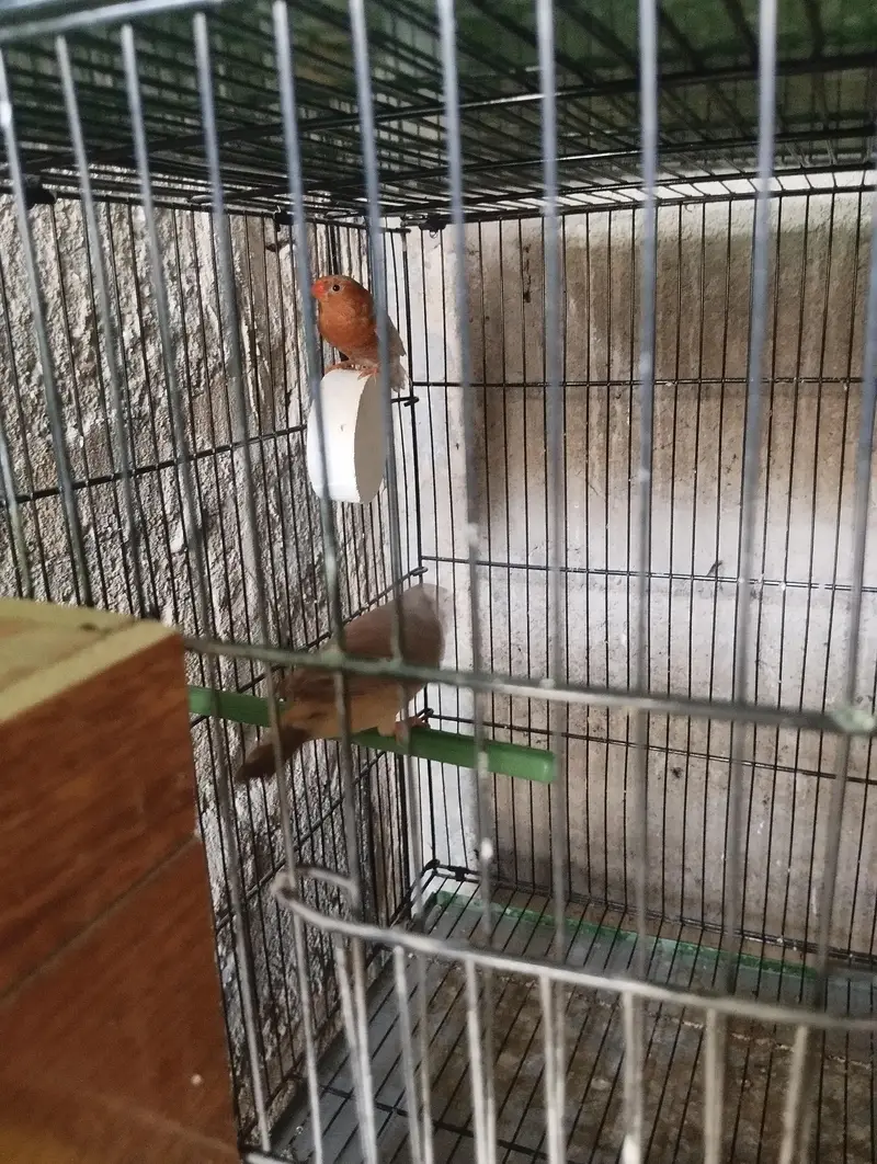 finches gouldian, charcoal setup — photo 3
