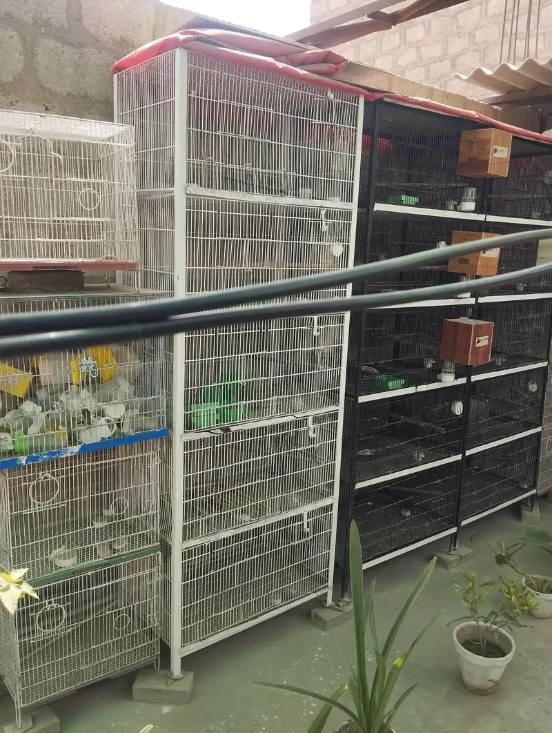 finches gouldian, charcoal setup — photo 6