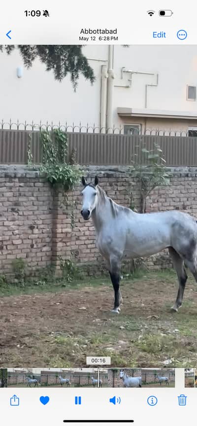 Horse (Mare thoroughbred )