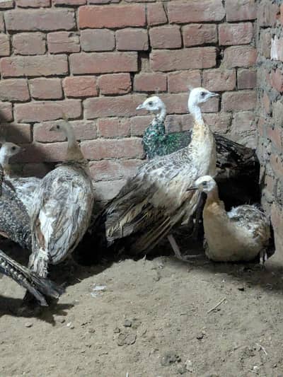 Peacock Pair For Sale