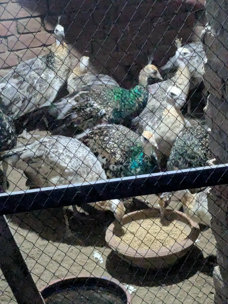 Peacock Pair For Sale — photo 2