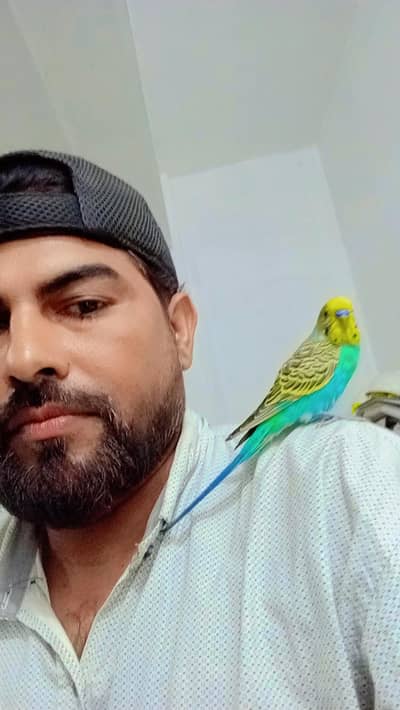 Australian parrot