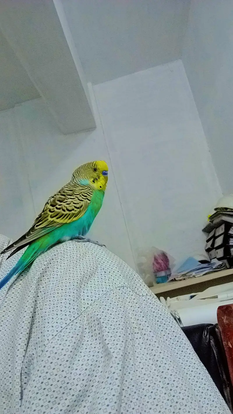 Australian parrot — photo 2