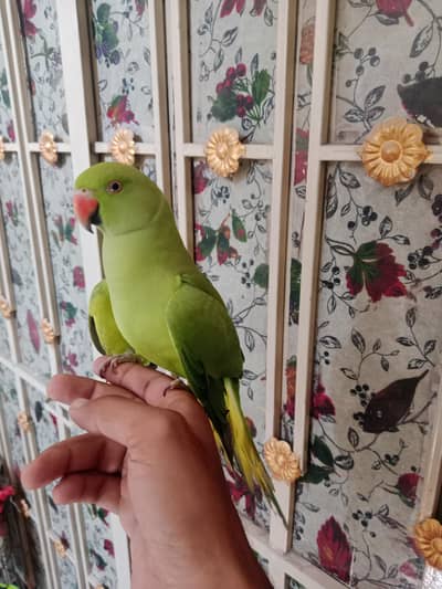 2 Brother parrot
