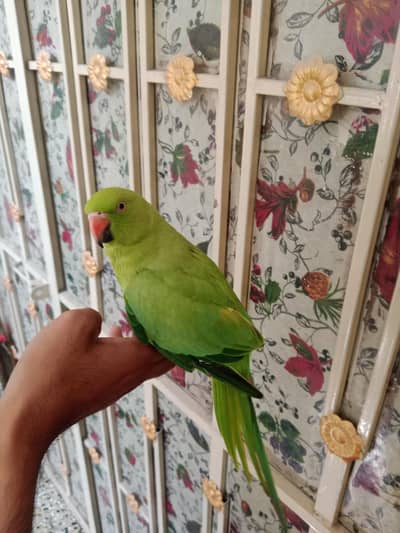 Green parrot male