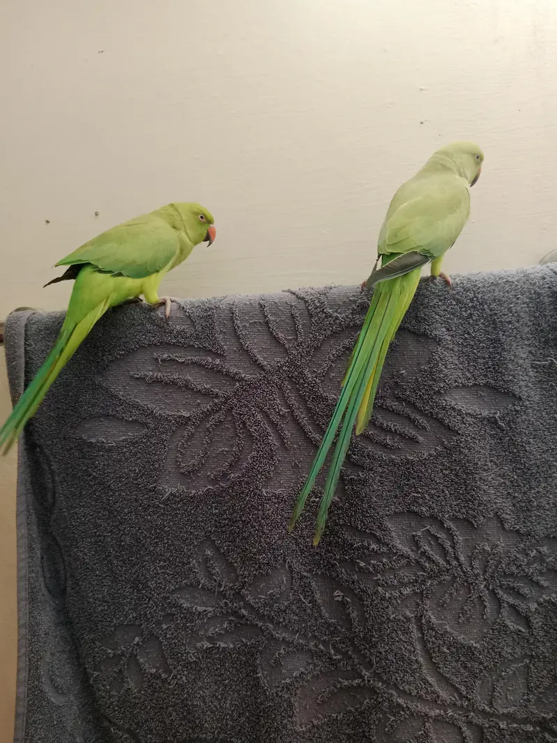 2 Brother parrot — photo 3