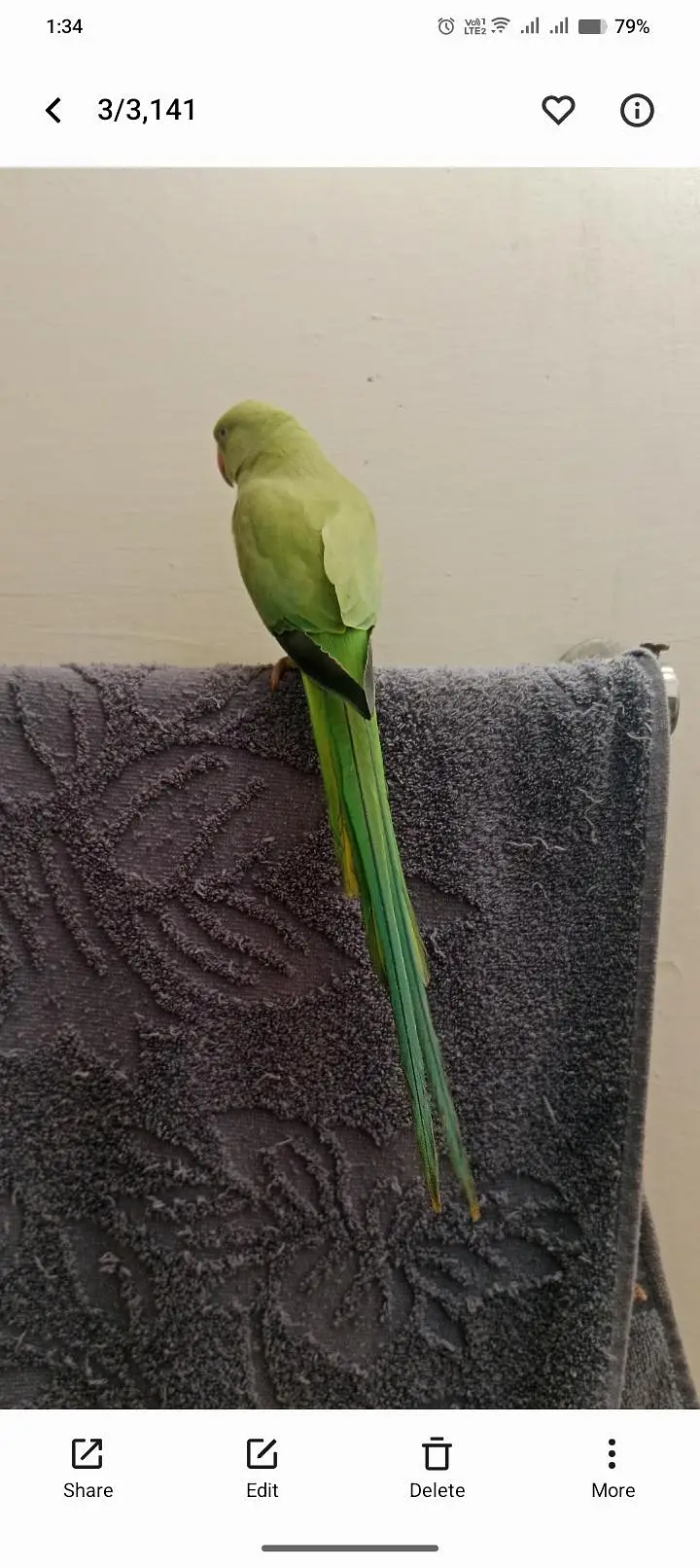 2 Brother parrot — photo 4
