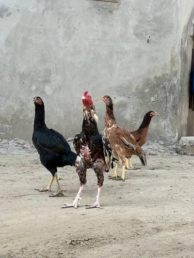 Healthy and active Aseel birds