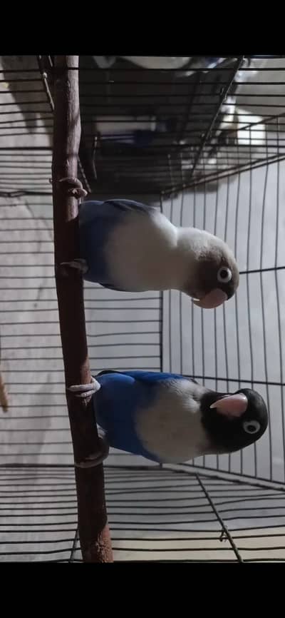 Blue masked lovebird Breeder pair