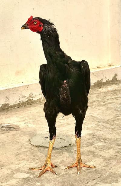 KAMALIYA BREED LONG HIGHT  JET BLACK PATHA FOR SALE