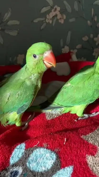 Tota Green tota — photo 3