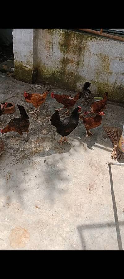 Desi /Golden misri/egg laying/andon wali murghiyan