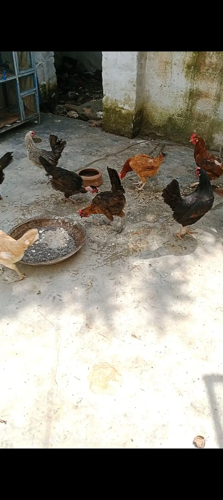 Desi /Golden misri/egg laying/andon wali murghiyan — photo 2