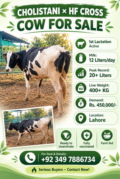 2 Janwar ki deal | Milking Cow |Pregnant Cow for Sale | Jersey Bull