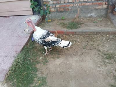 for sale