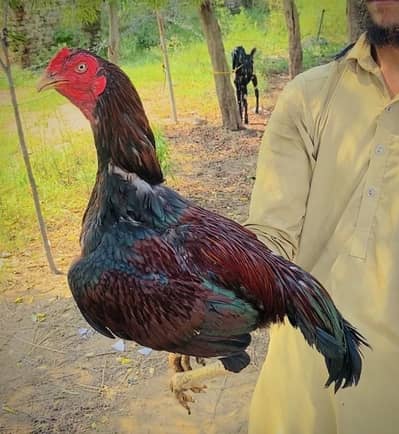 Aseel birds