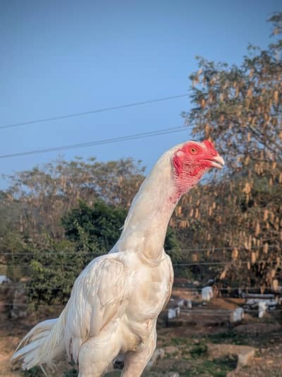 heera eggs available