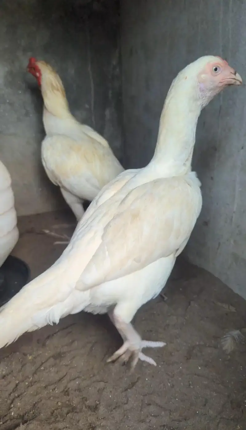 heera eggs available — photo 2