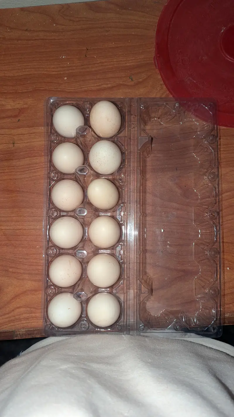 heera eggs available — photo 3