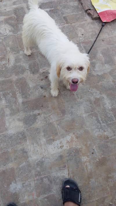 for sale urgent breed puddle dog