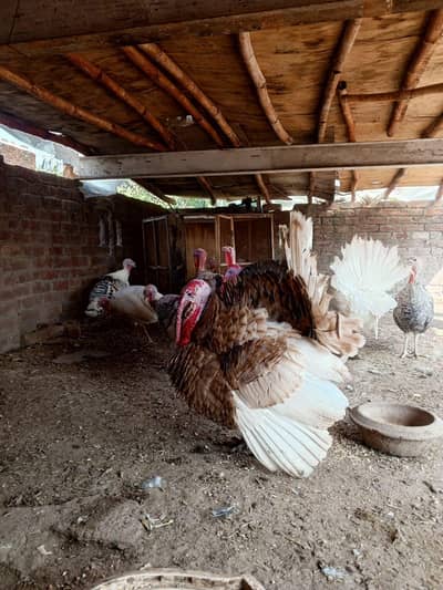 Turkey birds