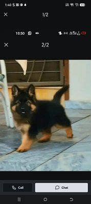 German Shepherd dog for sale vaccinated health