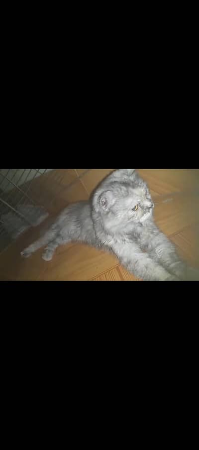 Breeder Punch Pinkish Nose Blue Eyes Cat Male For Sale 0305.4364606